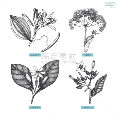 芳香的,两个物体,栀子花,白桂皮,格拉诺姆遗址,尼古丁,栀子,花烟草,香草兰,肉桂