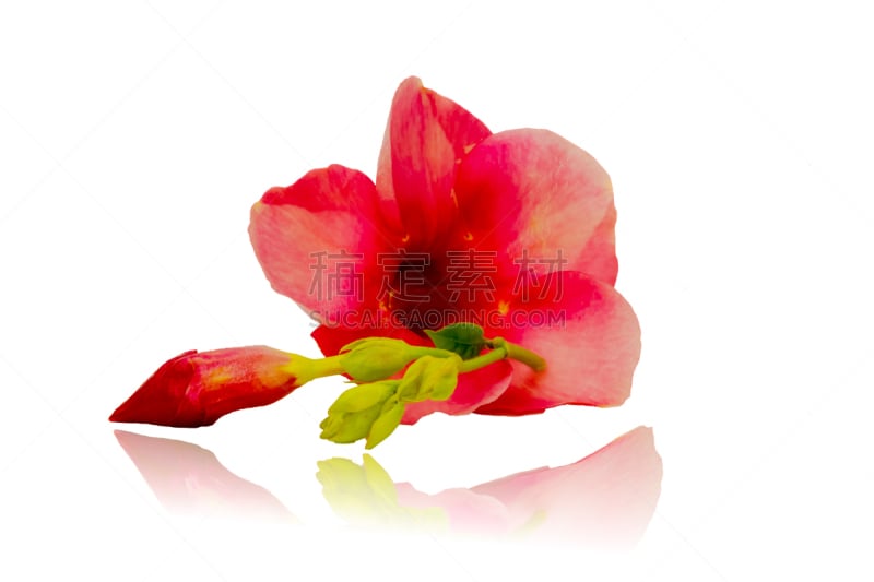 Mandevilla isolated on white background,(Mandevilla) Hot Pink Dipladenia is a compact plant with gorgeous 3' trumpet shaped flowers. Rio™ Hot Pink flowers all summer long and is great in hot, humid areas of the country