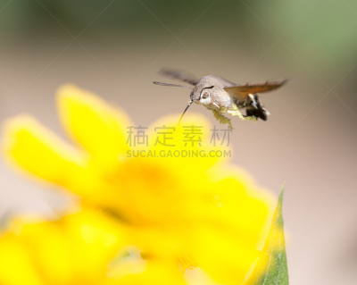 蜜蜂,接力赛,天蛾,黄色,动物长鼻,蜂鸟,老鹰,神迹,蛾,饮料