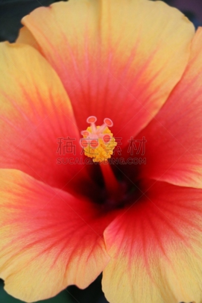 木槿属,叶子,芙蓉葵,苘麻,芙蓉茶,锦葵科木槿属,垂直画幅,无人,夏天,特写