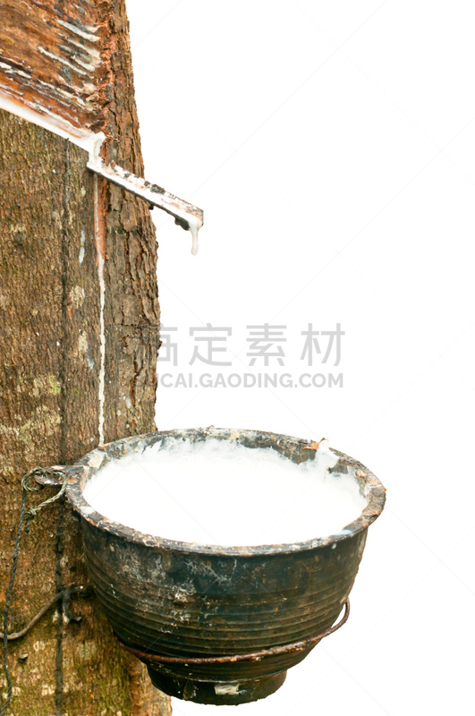 橡胶树,采胶,自然,垂直画幅,能源,特写,水滴,工业,液体,设备用品