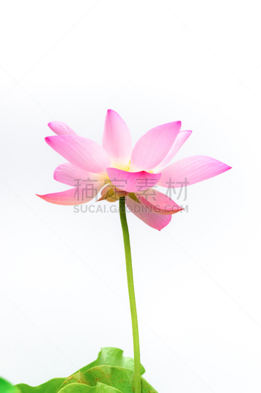 白色背景,特写,荷花,夏天,明亮,色彩鲜艳,色彩饱和,红色,粉色,绿色