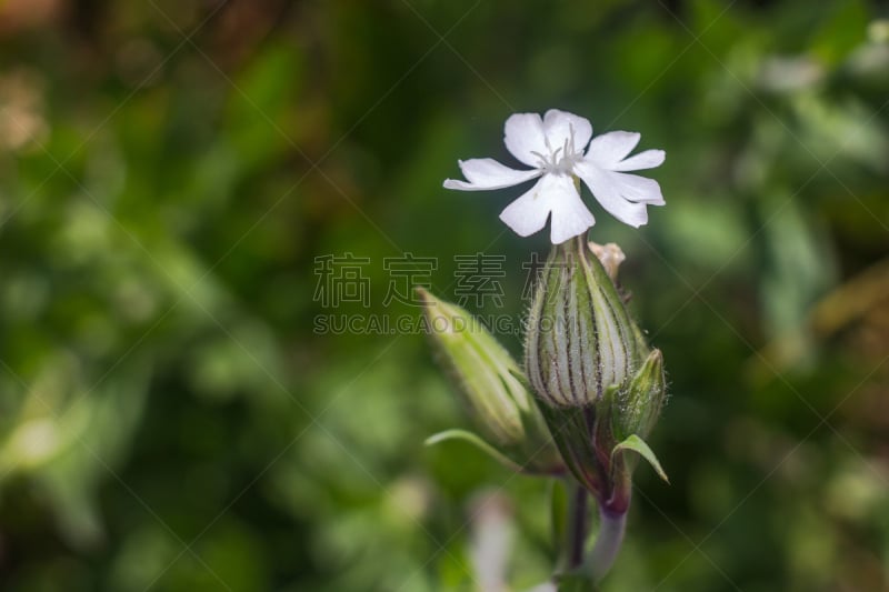 蜡烛花,奥巴,无茎麦瓶草,即食食品,水平画幅,无人,散焦,植物学,乌克兰,白色背景