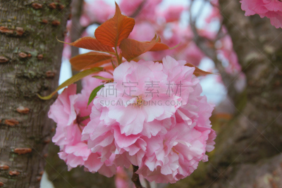 樱花,日本,对称,重瓣花,天空,水平画幅,无人,特写,春天,紫色