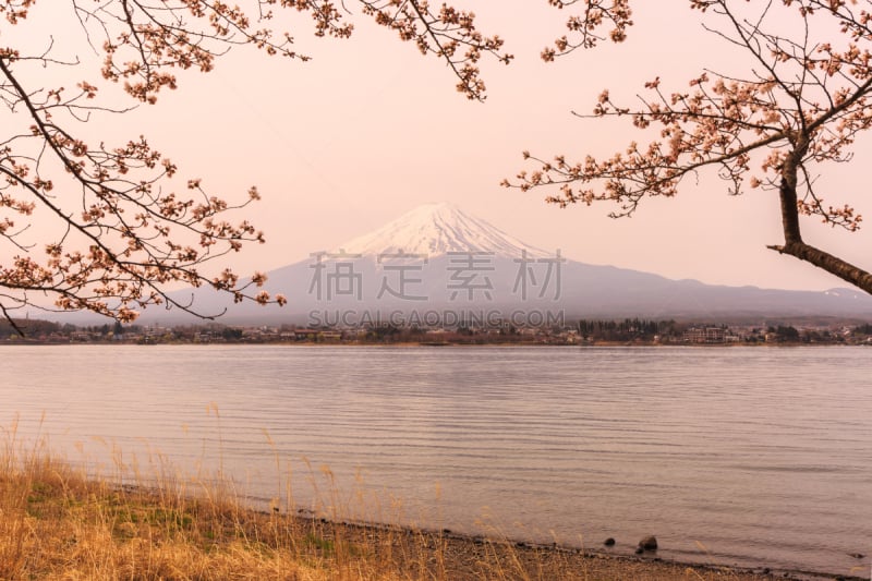 早晨,湖,富士山,河口湖,富士河口湖,花见节,水,天空,美,水平画幅