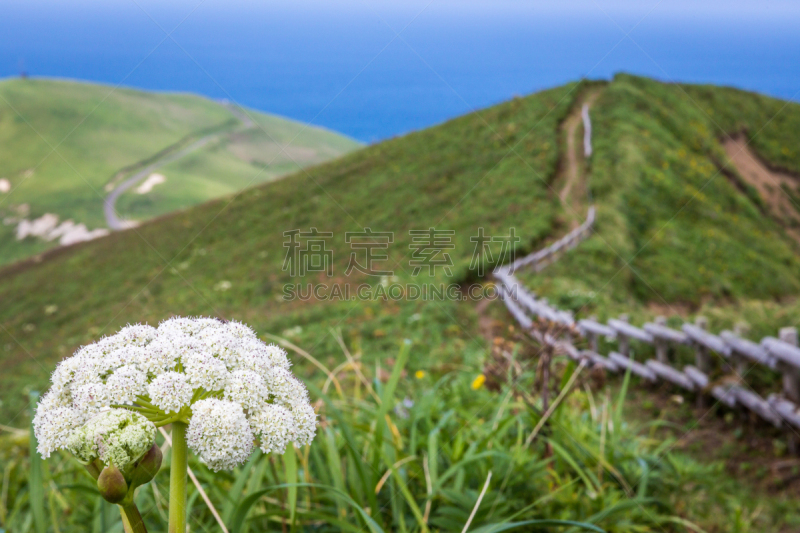 日本,礼文岛,山,野花,斗篷,高尔夫球场,水,草原,夏天,海岸地形