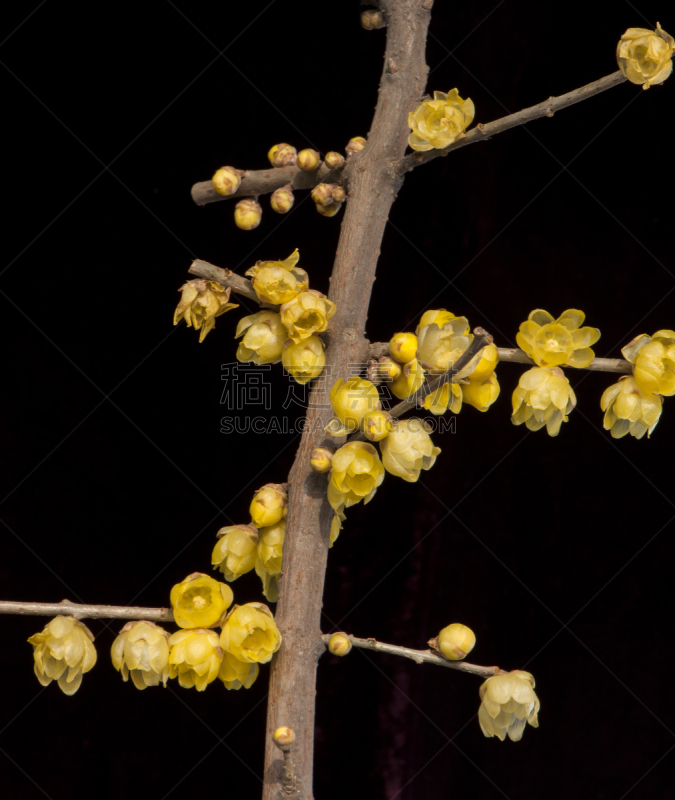 植物,垂直画幅,美,褐色,樱桃,无人,户外,特写,花束,花蕾