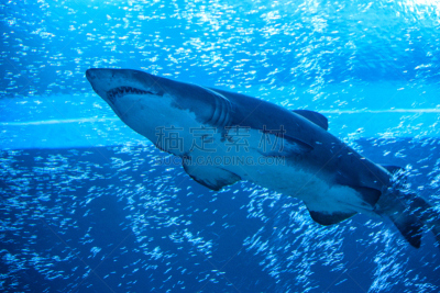 鲸鲨,自然,水,背景,Ragged Tooth Shark,图像,水平画幅,动物牙齿,水肺潜水,灰色铰口鲨