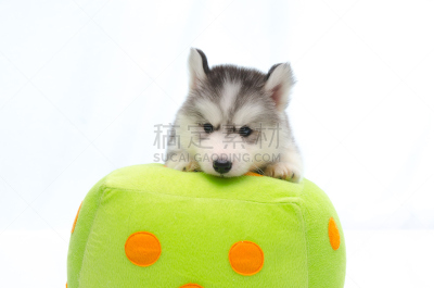 枕头,骰子,西伯利亚哈士奇犬,哈瓦那犬,雪橇犬,美,纯种犬,水平画幅,进行中,可爱的