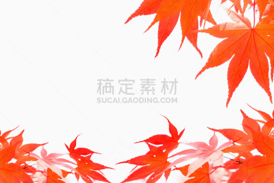 秋天,叶子,白色背景,分离着色,枫叶,纹理效果,枝繁叶茂,干的,橙色,橙子