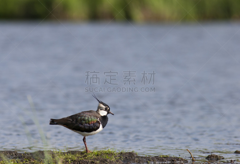 麦鸡亚科,鸻,自然,水,野生动物,水平画幅,无人,鸟类,野外动物,户外