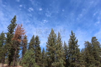 松树,巨熊湖,热,云,枝繁叶茂,火成岩,植物,矿物质,户外,高处