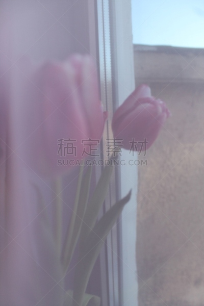 郁金香,草,色彩鲜艳,园林,植物,户外,园艺,生日,白色,自然
