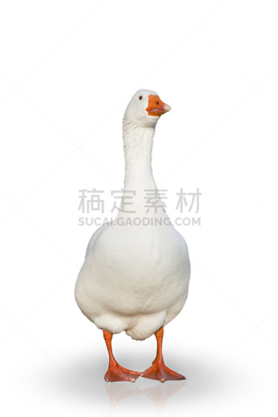 家畜,鹅肉,分离着色,垂直画幅,颈,无人,家禽,雁属,丘陵鹅,鸟类