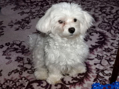 马尔他犬,表现主义,毛皮,水平画幅,小的,嬉戏的,动物身体部位,活力,猎犬,告密