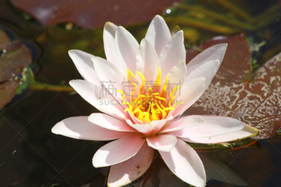 水平画幅,睡莲,夏天,湖,完美,男性,百合花,植物,植物学,叶子
