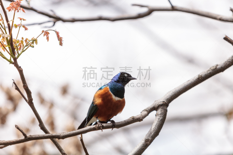 superb starling,椋鸟,荧光色,褐色,黄金,野生动物,美国,水平画幅,绿色,无人