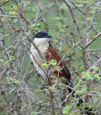 burchell coucal,鸟类,非洲,热带气候,鸦鹃,德兰士瓦省,布契尔斑马,知名动物,领土行为,垂直画幅
