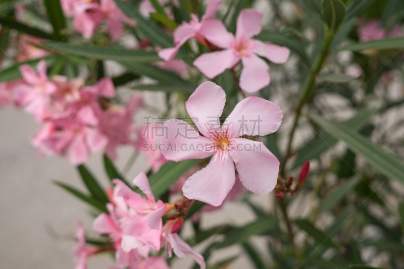 草地,粉色,水平画幅,无人,情人节,夏天,户外,特写,火箭,蜂王