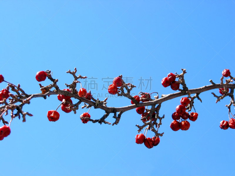 海棠,枝,天空,水平画幅,无人,海产,特写,明亮,螃蟹,植物