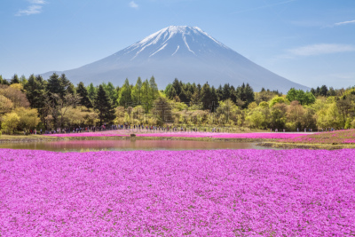 山,富士山,天空,美,水平画幅,樱花,石楠,樱桃,雪,无人