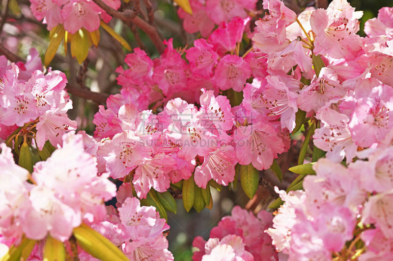 Rhododendron
シャクナゲ