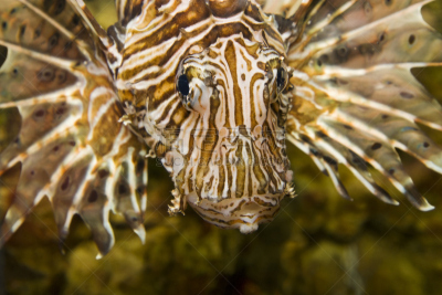 蓑鲉,indian lionfish,珊瑚色,细条纹布料,水平画幅,动物身体部位,pectoral fin,背鳍,明亮,野兽游荡