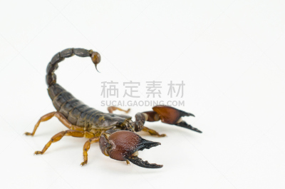 蝎子,褐色,气候,水平画幅,蜘蛛纲,野外动物,阴影,非凡的,白色,痛苦