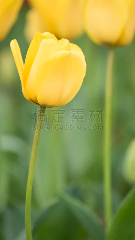 郁金香,多色的,泉,黄色,季节,自然,垂直画幅,无人,夏天,3到4个月