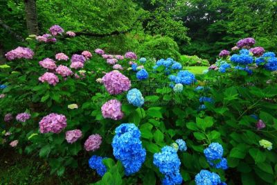 岩手县,八仙花属,水,水平画幅,瀑布,无人,夏天,户外,植物,雨