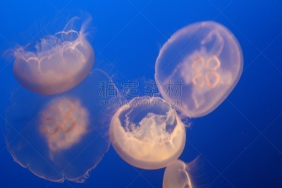 加利福尼亚,蒙特利,无人,水族馆,人工饲养动物,蒙特利半岛,图像,水母,水平画幅,蒙特利市