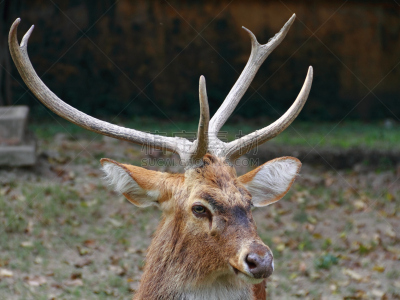 brow-antlered deer,机敏,雄鹿,水平画幅,巨大的,动物身体部位,野外动物,欧洲小鹿,白尾鹿,户外