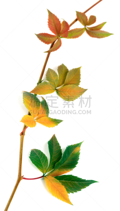 叶子,秋天,嫩枝,爬山虎属,葡萄,五叶地锦,垂直画幅,褐色,无人,阴影