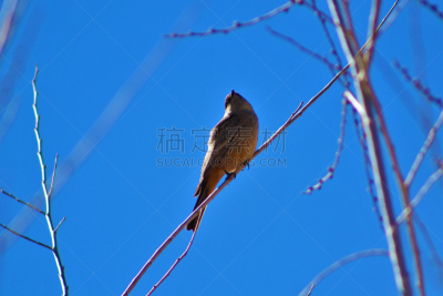 天空,蓝色,枝,桨叉架船,一个物体,绯鶲,野生动物,水平画幅,无人,鸟类