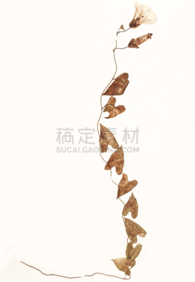 dried plant - Calystegia sepium