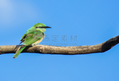 绿喉蜂虎,自然,野生动物,水平画幅,高视角,无人,鸟类,食蜂鸟,印度,鸟巢