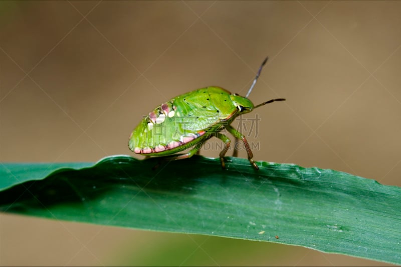 Heteroptera,褐色,水平画幅,爪子,动物身体部位,野外动物,夏天,特写,白色,指着