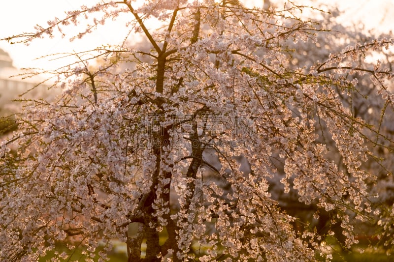 日本,樱花,静冈县,公园,视力,滨松,清新,家庭,野餐,樱桃