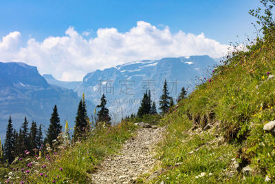 瑞士,草地,山,背景,山矢车菊,瑞士阿尔卑斯山,草,玛格丽特,石头,夏天