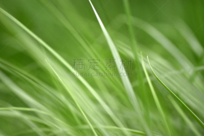 春天,绿色,清新,背景,自然,草,多样,柔和,前景聚焦,摄影