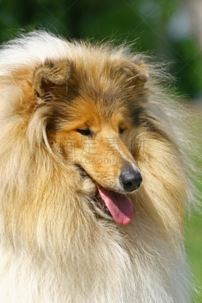 柯利牧羊犬,垂直画幅,纯种犬,叉状舌,无人,牧羊犬,户外,雄性动物,犬科的,宠物