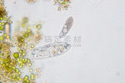 尾草履虫,原生动物,单细胞生物,显微镜,水,细胞核,艺术,水平画幅,小的,微生物学