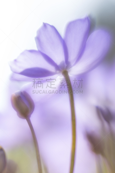背景,克列尔湖,苔类,圣约翰草,杜鹃花,玉兰类,我爱你,鸢尾,蒲公英,垂直画幅