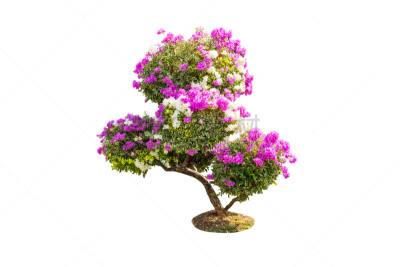 三角梅,分离着色,白色背景,美,艺术,水平画幅,无人,夏天,户外,泰国