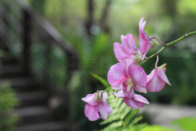 兰花,粉色,背景,菜园,仅一朵花,美,水平画幅,无人,古典式,夏天