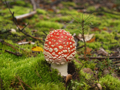 秋天,森林,伞菌,两翼昆虫,花园矮人雕像,伞形毒菌,水平画幅,无人,苔藓,户外