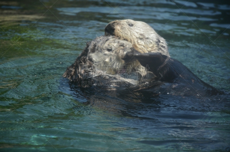 南冰洋,水獭,奥勒冈海滨,水族馆,可爱的,自然,图像,美国,北美,面部表情