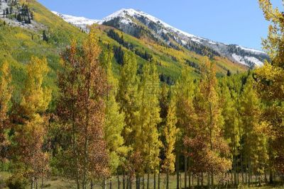 山,秋天,白杨类,阿斯彭,天空,洛矶山脉,水平画幅,枝繁叶茂,雪,无人