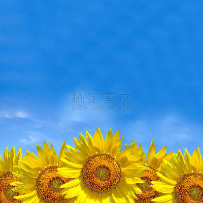 黄色,向日葵,天空,夏天,背景,色彩鲜艳,亨利阿诺德,无人,农业,叶子