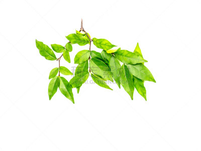 月橘,叶子,闪亮的,动物背脊,绿色,水平画幅,无人,夏天,户外,特写